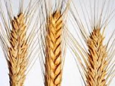 Семена озимої пшениці сорту Іришка