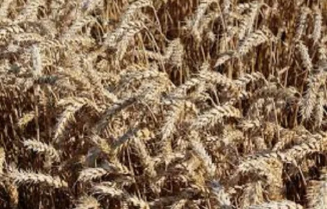 Семена озимой пшеницы ЖИТНИЦА ОДЕССКАЯ