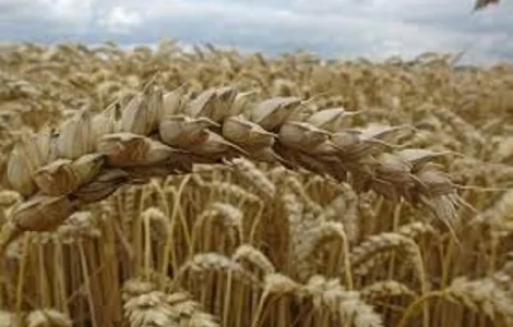 Семена озимой пшеницы ЗОЛОТОКОЛОСАЯ