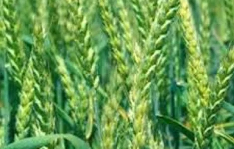 Семена озимой пшеницы ЛИСТ 25