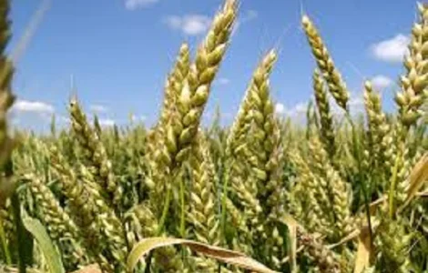 Семена озимой пшеницы КОХАНКА