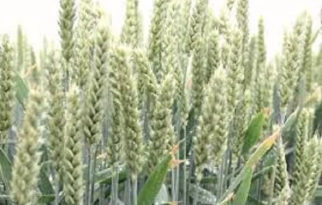 Семена озимой пшеницы БОРИЯ