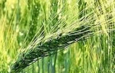 Семена озимой пшеницы ЗИРА