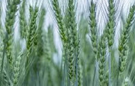 Семена озимой пшеницы НИВА ОДЕССКАЯ