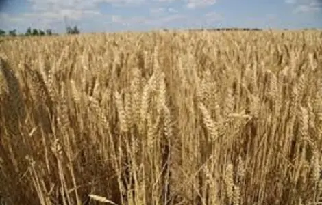 Семена озимої пшениці Голубка Одеська у продажу