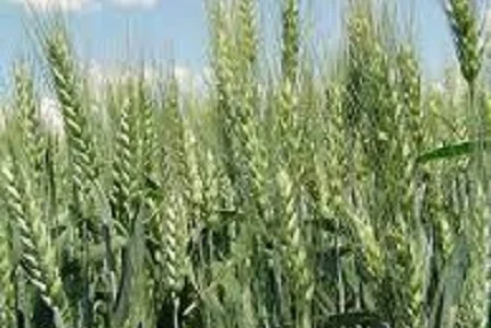Семена озимої пшениці Шестопалівка – висока врожайність