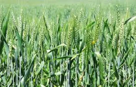 Семена озимой пшеницы МИССИЯ ОДЕССКАЯ