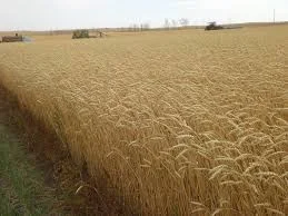 Семена озимой пшеницы ВДАЛА