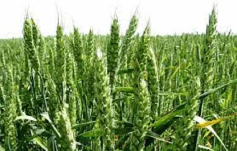 Семена озимой пшеницы КАЛАНЧА
