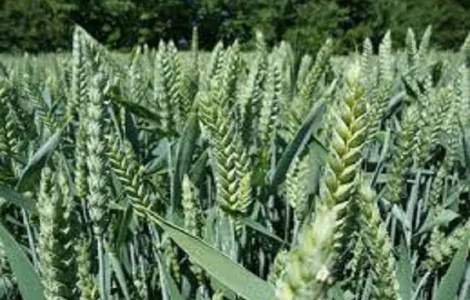 Семена озимої пшениці Есения у продажу