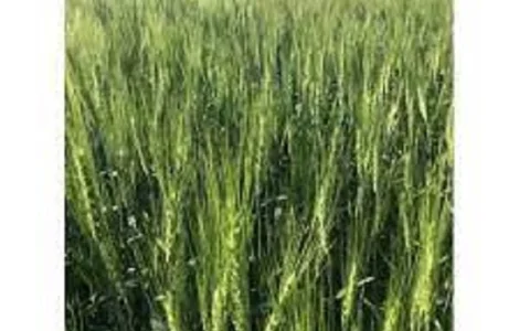 Семена озимої пшениці ЛАЗУРНАЯ - високі врожаї