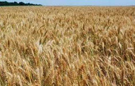 Семена озимой пшеницы ФАВОРИТКА