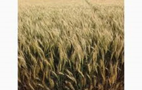 Семена озимой пшеницы ПОДОЛЯНКА