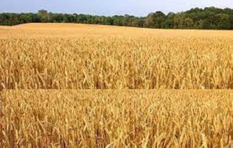 Семена озимої пшениці Смуглянка на продажу