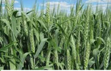 Семена озимої пшениці Ліра Одеська на продаж