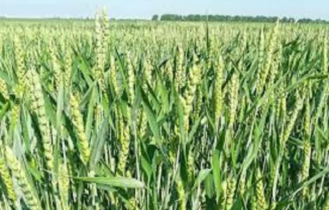 Семена озимой пшеницы БОГДАНА