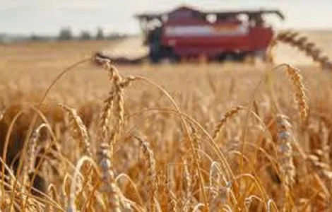 Пшениця Домінікус Заатбау