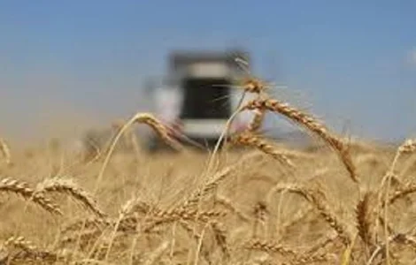 Пшеница Центурион – сорт с высокой урожайностью