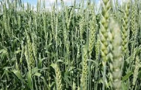 Озима пшениця сорту Мирлена на продажу