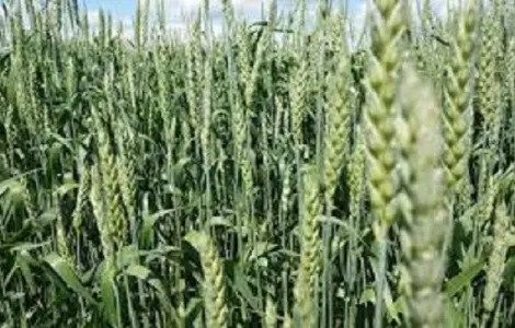 Озима пшениця сорту Мирлена на продажу