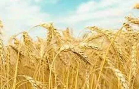 Озимая пшеница Щедрость Одесская в продаже