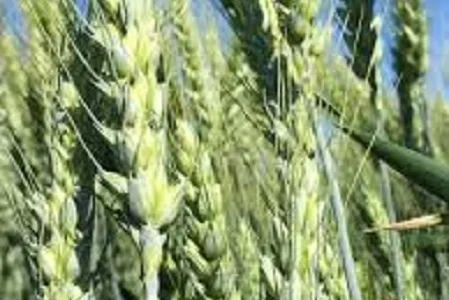 Пшеница озимая Озерна