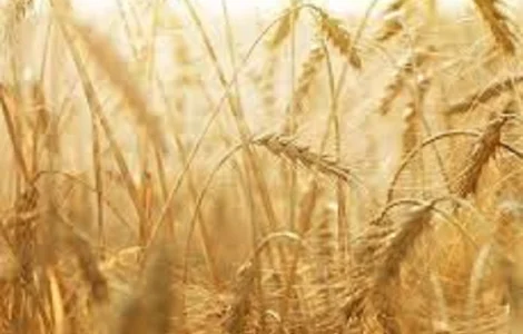 Озима пшениця Розквіт