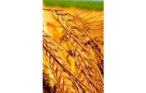 Озима пшениця Перепілка