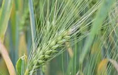 Пшениця озима м 'яка сорт Манера Одеська