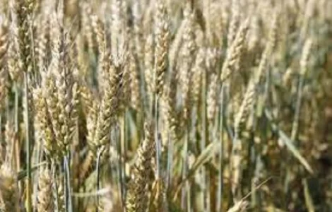 Озимая мягкая пшеница Тайра