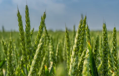 Насіння пшениці озимої Емерік KWS