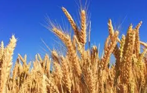 Пшениця Амандус Заатбау – ранній сорт