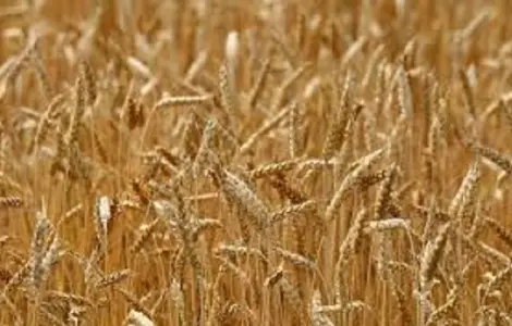 Озима пшениця Катаріна на продаж