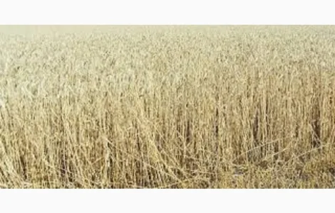 Пшениця м’яка озима МІП КНЯЖНА
