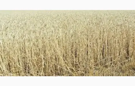 Пшеница мягкая озимая МІП КНЯЖНА