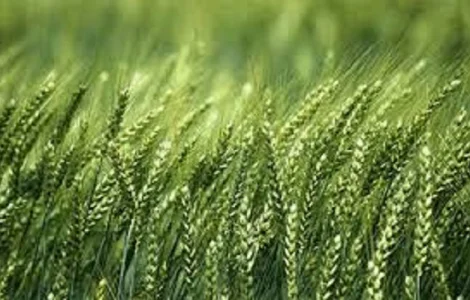 Насіння озимої пшениці РОНІН KWS