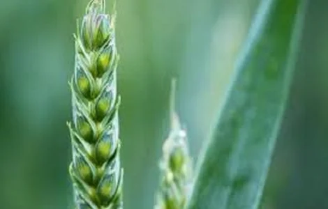 Насіння озимої пшениці ЕМІЛ KWS