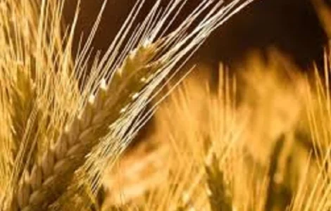 Пшениця м’яка озима МІП ВАЛЕНСІЯ