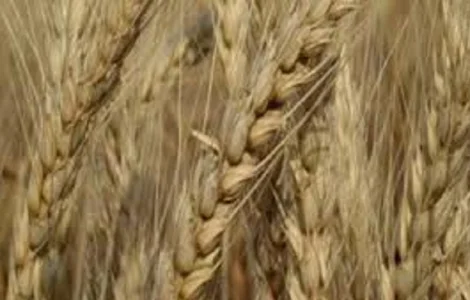 Пшениця м'яка озима Балада Миронівська