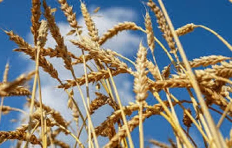 Озима пшениця Балетка від RAGT