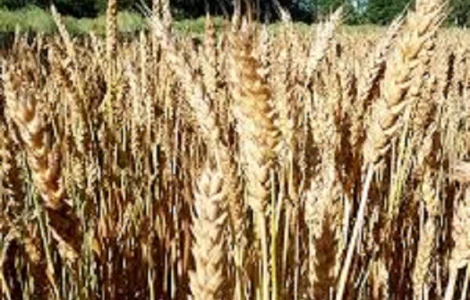 Семена озимой пшеницы БЛАГОДАРКА ОДЕСЬКА