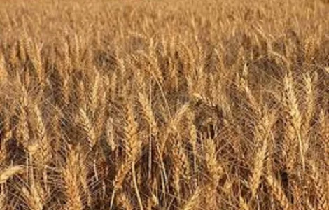 Насіння твердої пшениці озимої Босфор у продажу