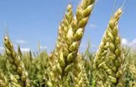 Насіння озимої пшениці Чірон