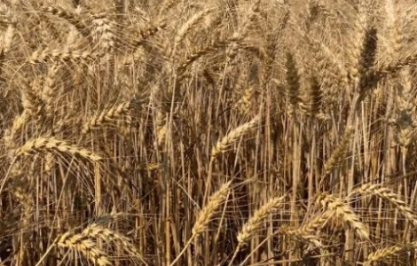 Насіння остистої озимої пшениці Соліндо