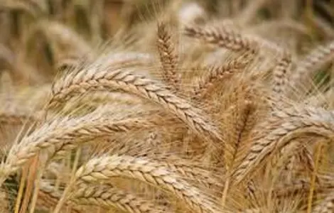 Озимая пшеница Ультим на продажу