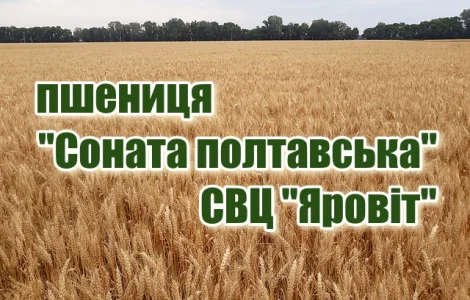 Насіння озимої пшениці "Соната полтавська"