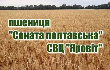 Продаж насіння озимої пшениці "Соната полтавська"