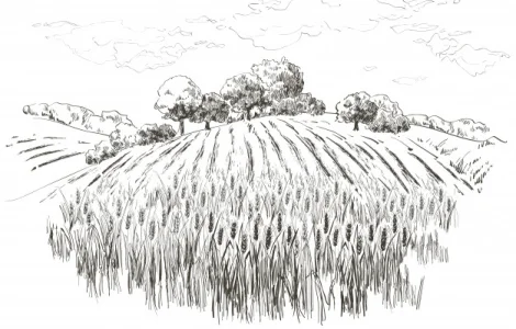 Закупаем ОТХОДЫ ПШЕНИЦЫ (полезные ) круглый год.Самовывоз Быстро. Дорого