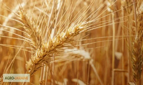 Пшеница озимая АРТЕМІДА - высокие урожайности