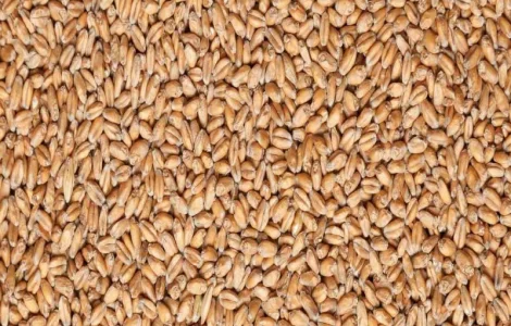 Підприємство переробник на постійній основі закуповує Пшеницю Тверду ( Фураж)